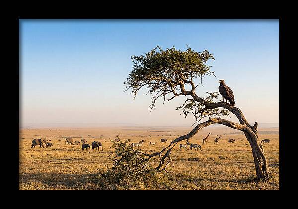 Martial Eagle Over African Savanna
