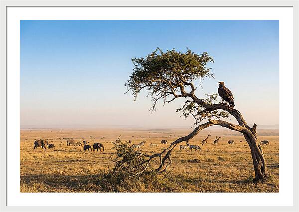 Martial Eagle Over African Savanna