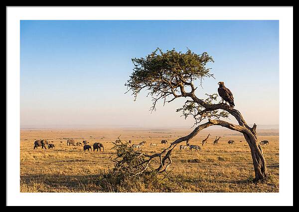 Martial Eagle Over African Savanna