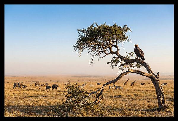 Martial Eagle Over African Savanna