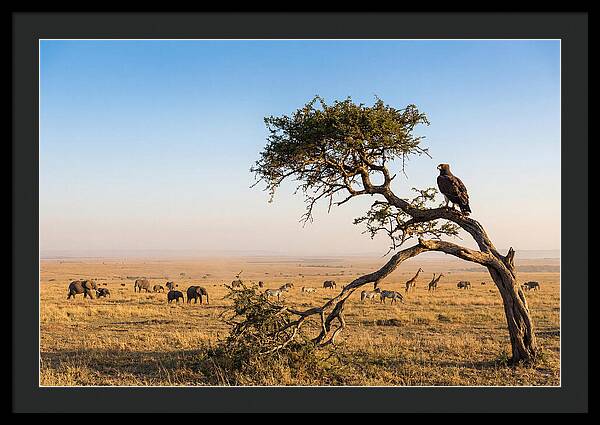 Martial Eagle Over African Savanna