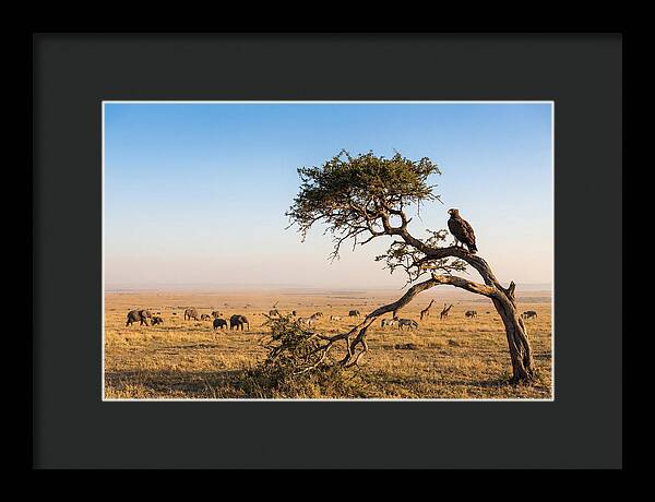 Martial Eagle Over African Savanna