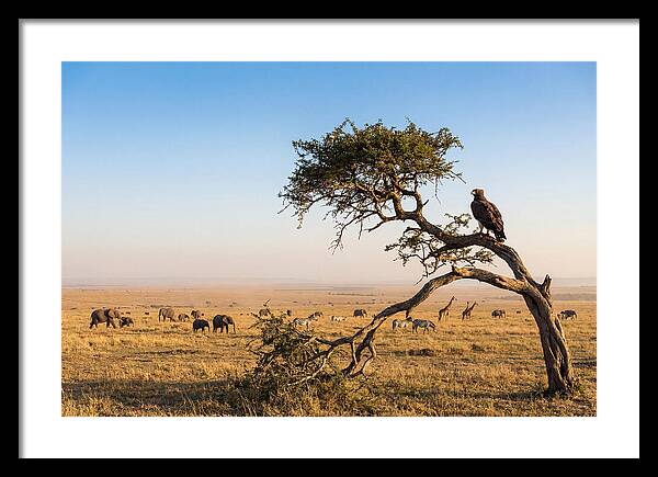 Martial Eagle Over African Savanna