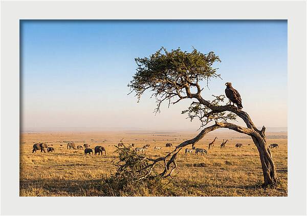 Martial Eagle Over African Savanna