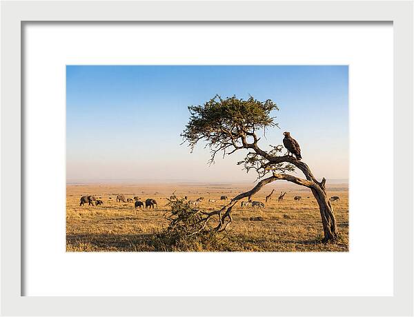 Martial Eagle Over African Savanna