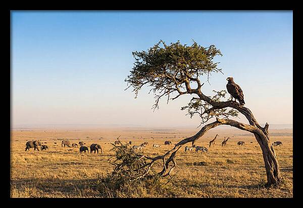 Martial Eagle Over African Savanna