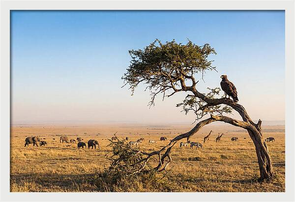 Martial Eagle Over African Savanna