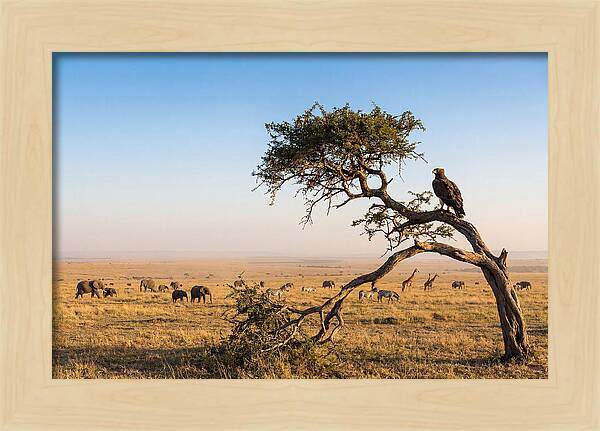 Martial Eagle Over African Savanna