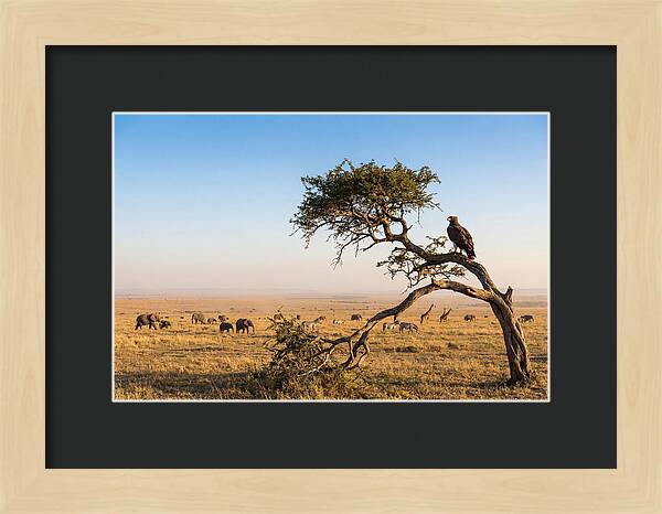 Martial Eagle Over African Savanna