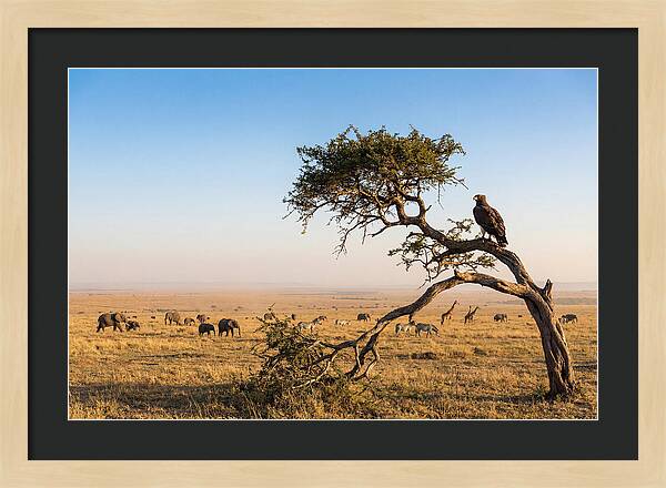 Martial Eagle Over African Savanna