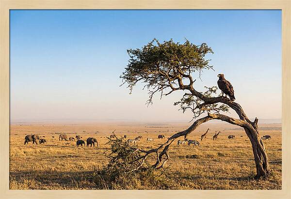 Martial Eagle Over African Savanna