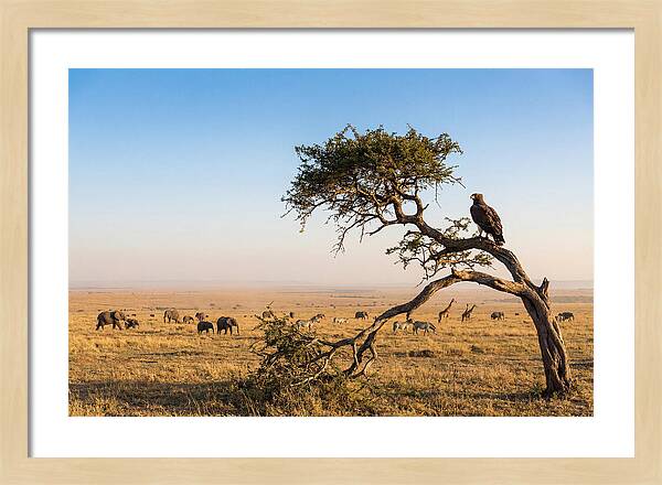 Martial Eagle Over African Savanna