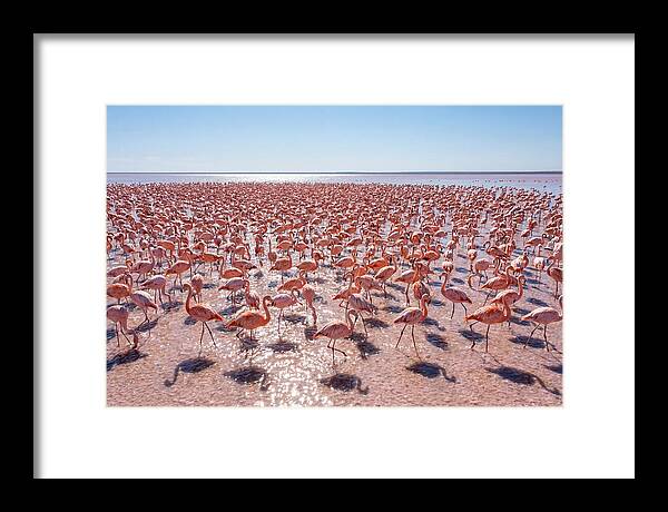 Massive Flock Of Flamingos