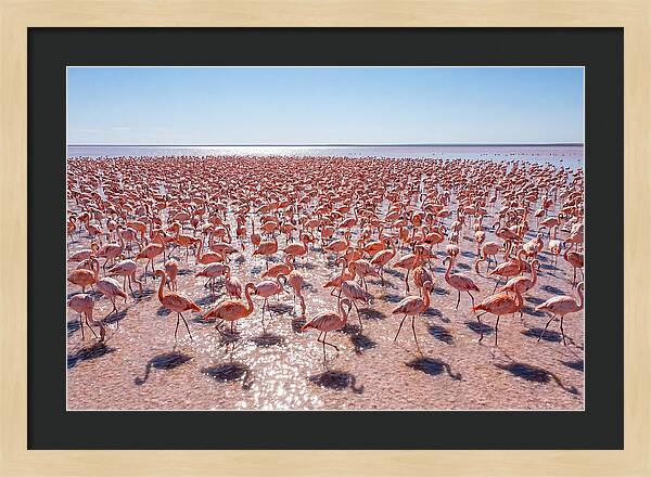 Massive Flock Of Flamingos