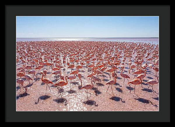 Massive Flock Of Flamingos