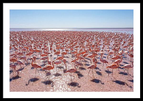 Massive Flock Of Flamingos
