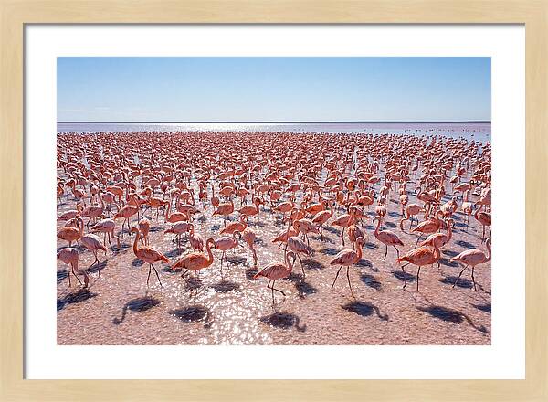 Massive Flock Of Flamingos