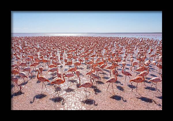 Massive Flock Of Flamingos