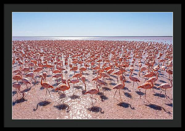 Massive Flock Of Flamingos