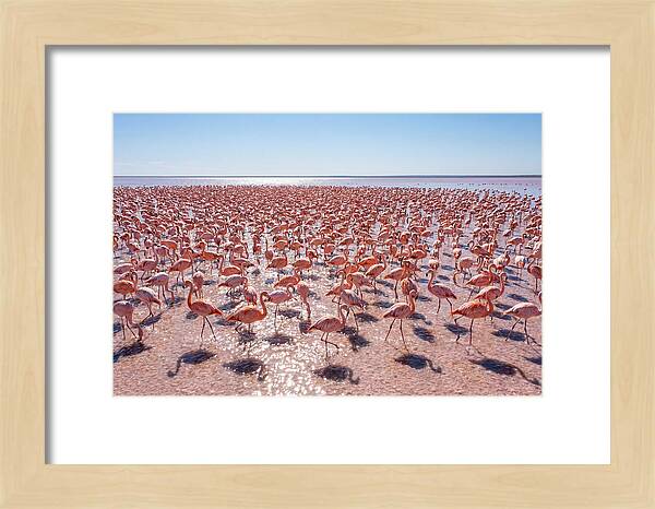 Massive Flock Of Flamingos