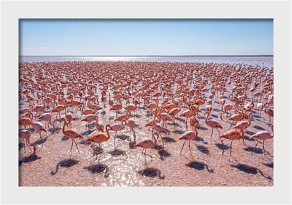 Massive Flock Of Flamingos