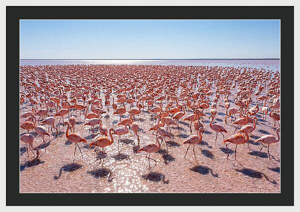 Massive Flock Of Flamingos