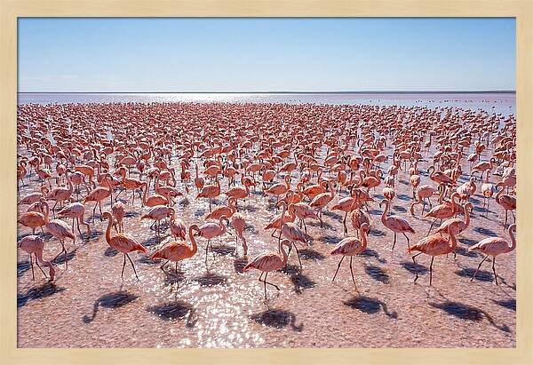 Massive Flock Of Flamingos