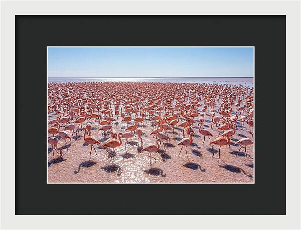 Massive Flock Of Flamingos