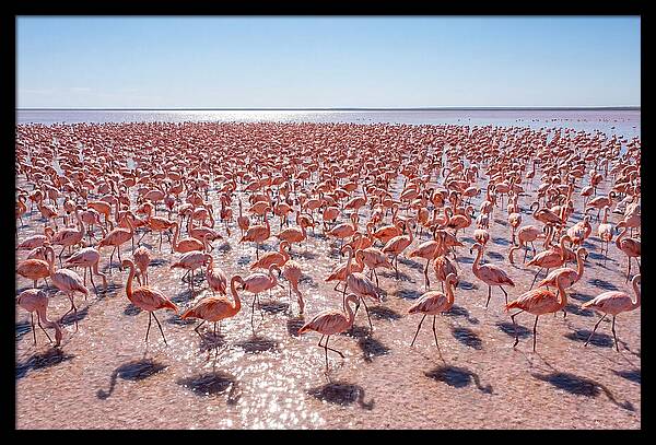 Massive Flock Of Flamingos