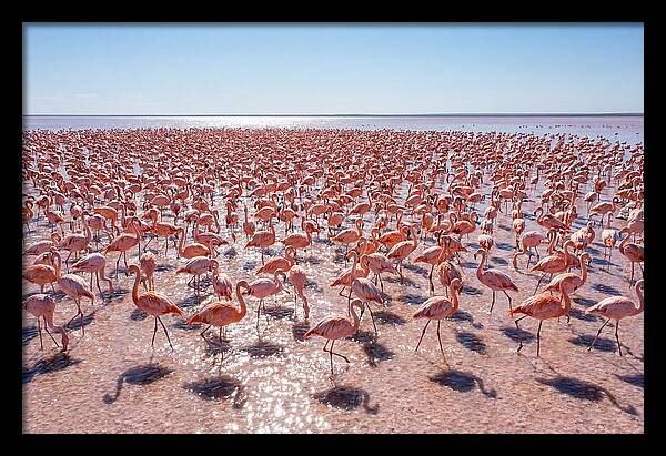 Massive Flock Of Flamingos