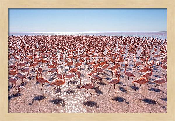 Massive Flock Of Flamingos