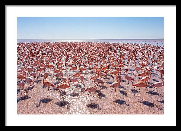 Massive Flock Of Flamingos