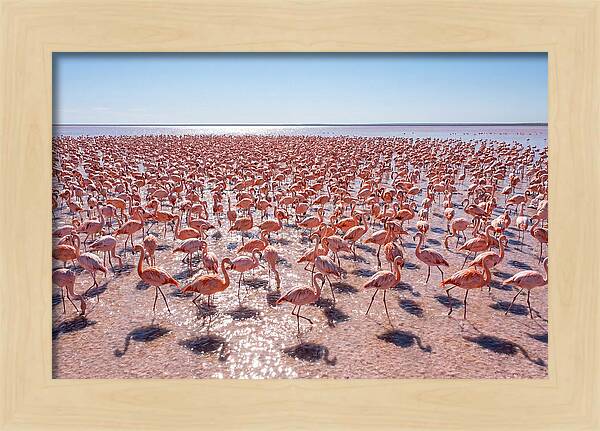 Massive Flock Of Flamingos