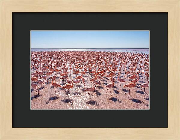 Massive Flock Of Flamingos