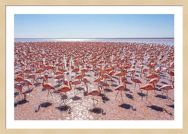 Massive Flock Of Flamingos