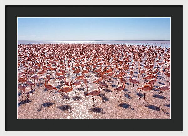 Massive Flock Of Flamingos