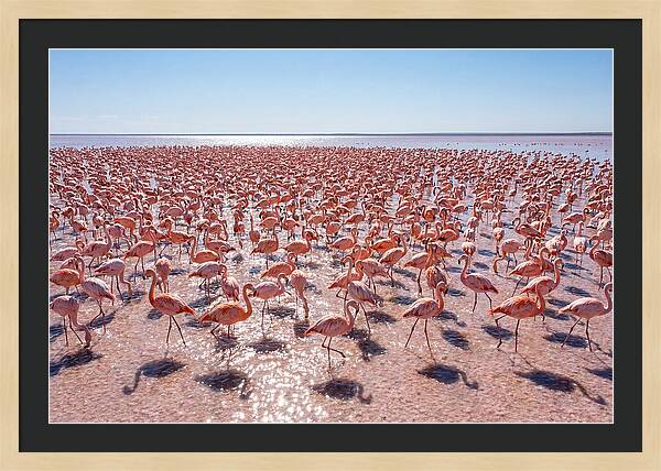 Massive Flock Of Flamingos