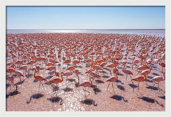 Massive Flock Of Flamingos