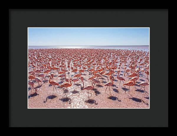 Massive Flock Of Flamingos