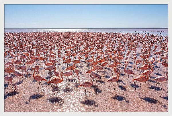 Massive Flock Of Flamingos