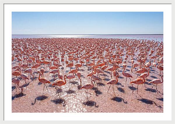 Massive Flock Of Flamingos
