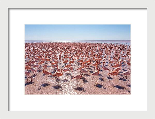 Massive Flock Of Flamingos