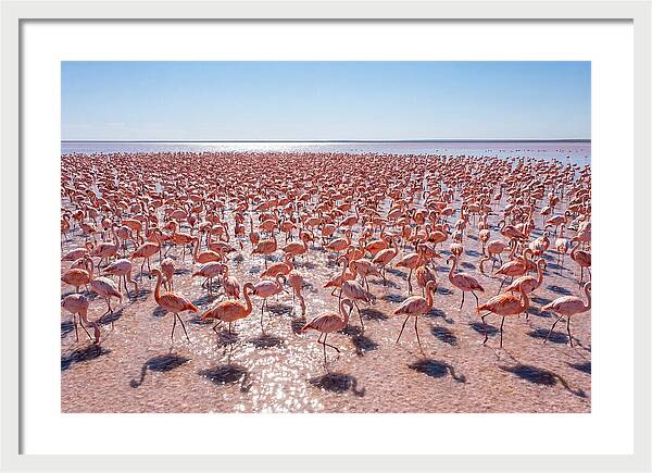 Massive Flock Of Flamingos