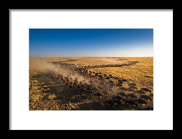 Massive Migration Of Wildebeest