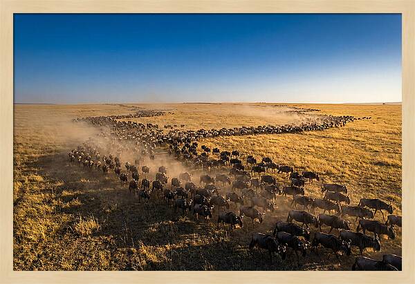 Massive Migration Of Wildebeest
