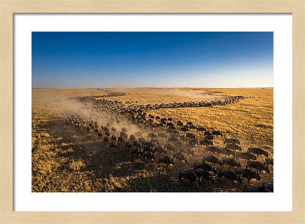 Massive Migration Of Wildebeest