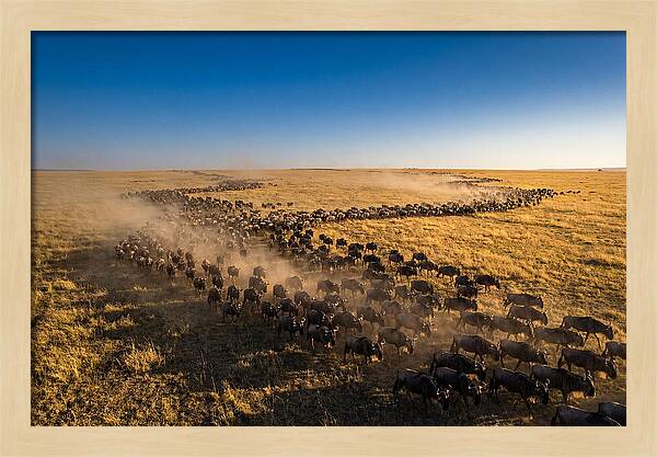 Massive Migration Of Wildebeest