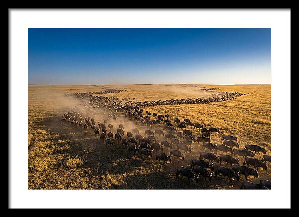 Massive Migration Of Wildebeest