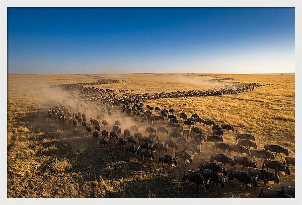 Massive Migration Of Wildebeest