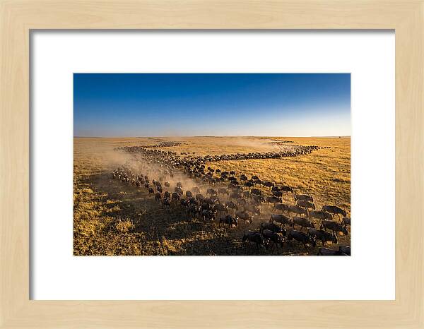 Massive Migration Of Wildebeest